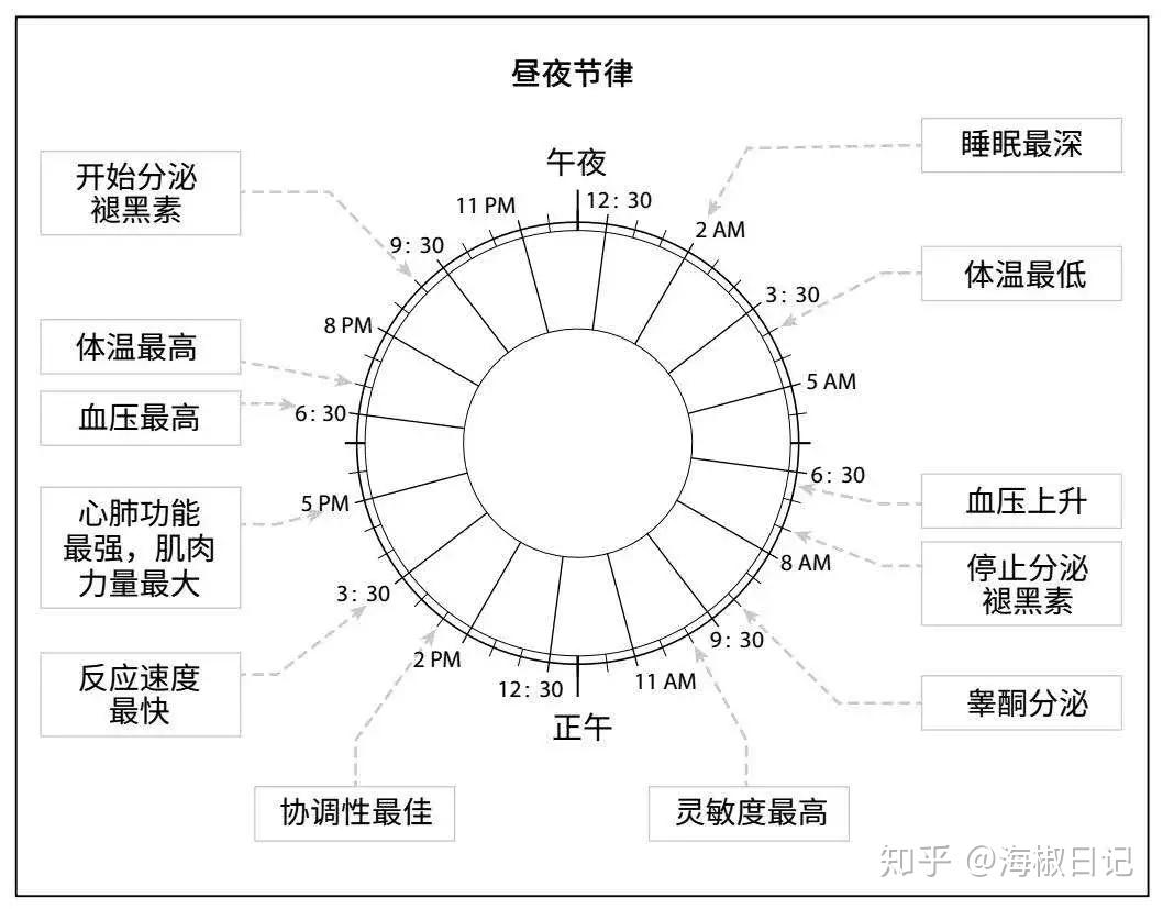 昼夜节律紊乱对健康的潜在影响