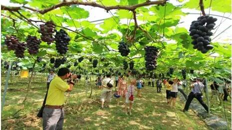 森林探险，野外采摘与美食之旅