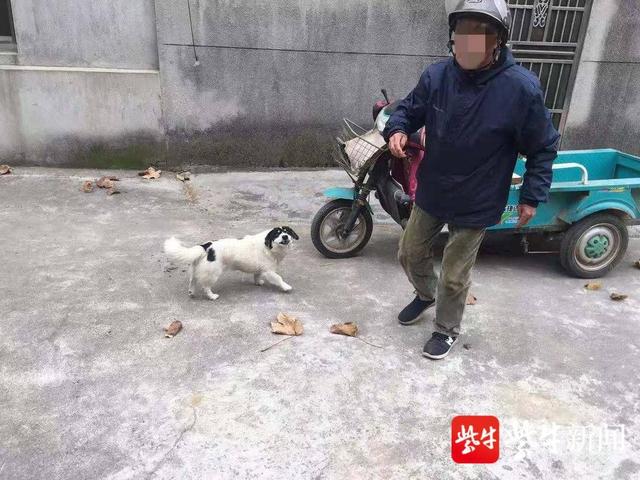 孤寡老人遭大型犬撕咬去世敲响社区安全与动物管理警钟