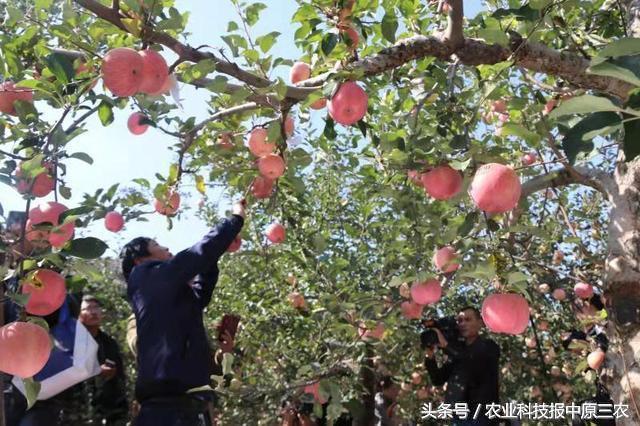 苹果市值一夜蒸发约8000亿元，背后的真相与挑战探究