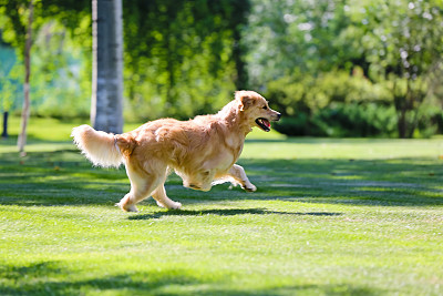 男子养犬三年竟发现宠物实为野狼，人与未知生命的独特奇缘