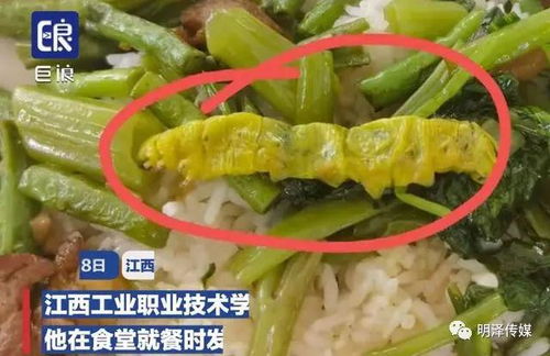 上海某学校食堂惊现异物，食品安全问题引发关注，青虫蜗牛引发社会热议