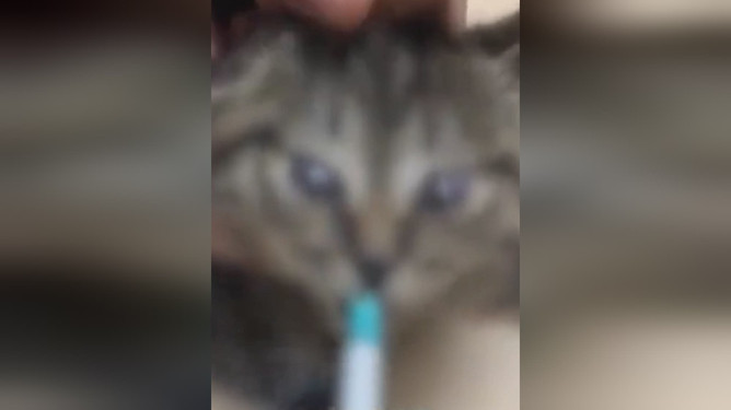 网曝多人合伙骗领虐猫事件，道德败坏与社会责任缺失的警钟