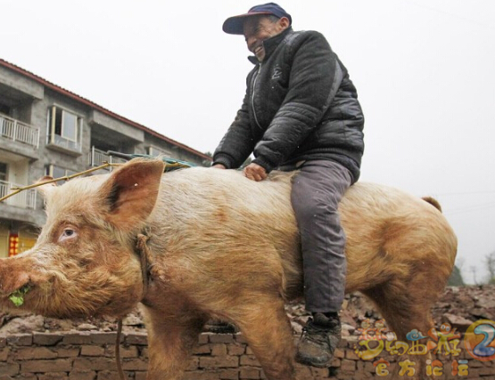 男子意外成猪骑士，荒诞故事引人深思